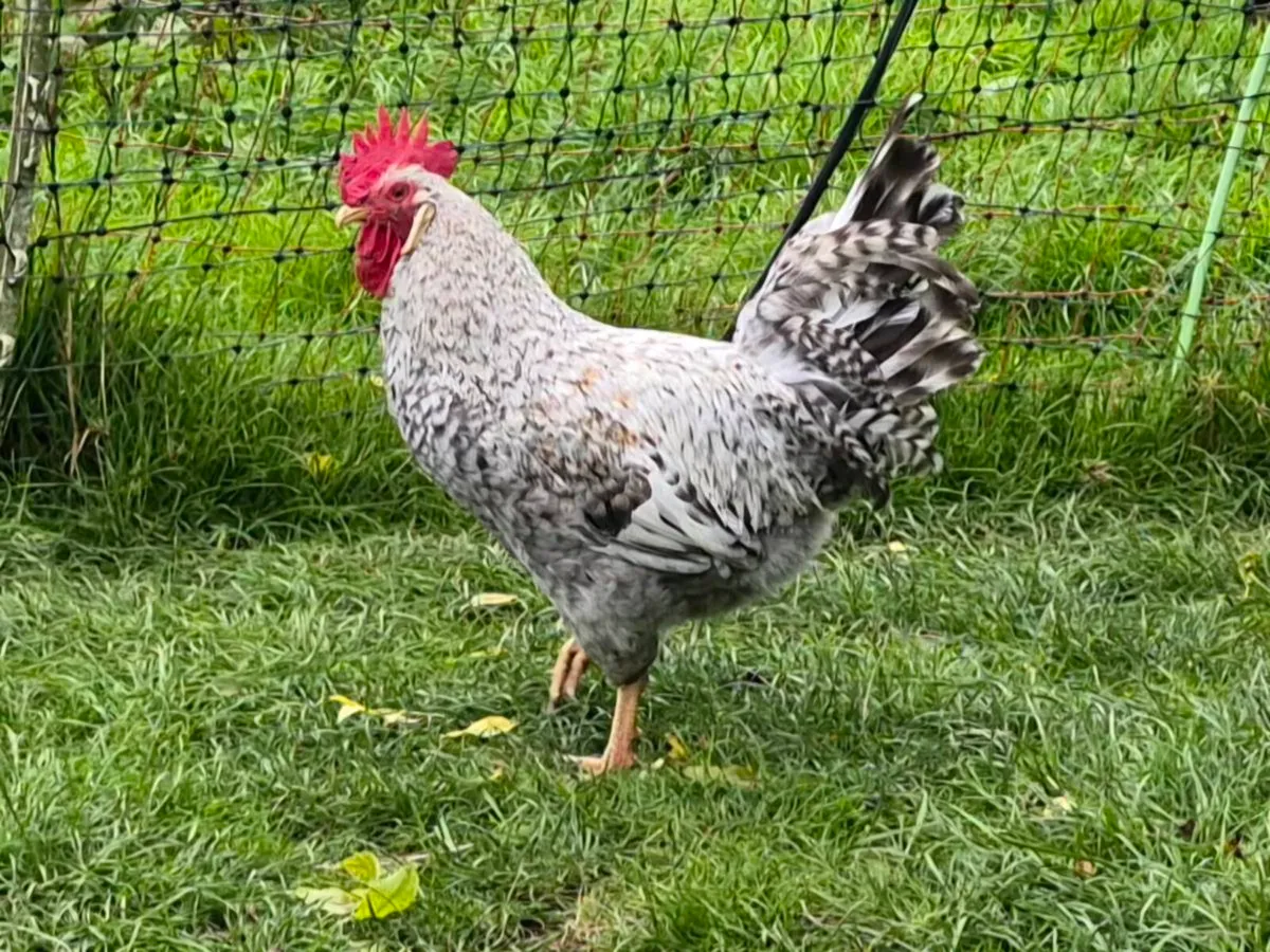 Cream Crested Legbar Roosters - Image 1