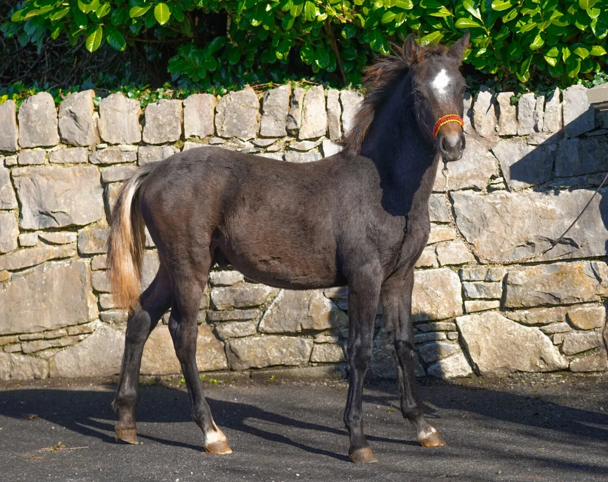 Connemara Pony Colt by class 1 parents - Image 1
