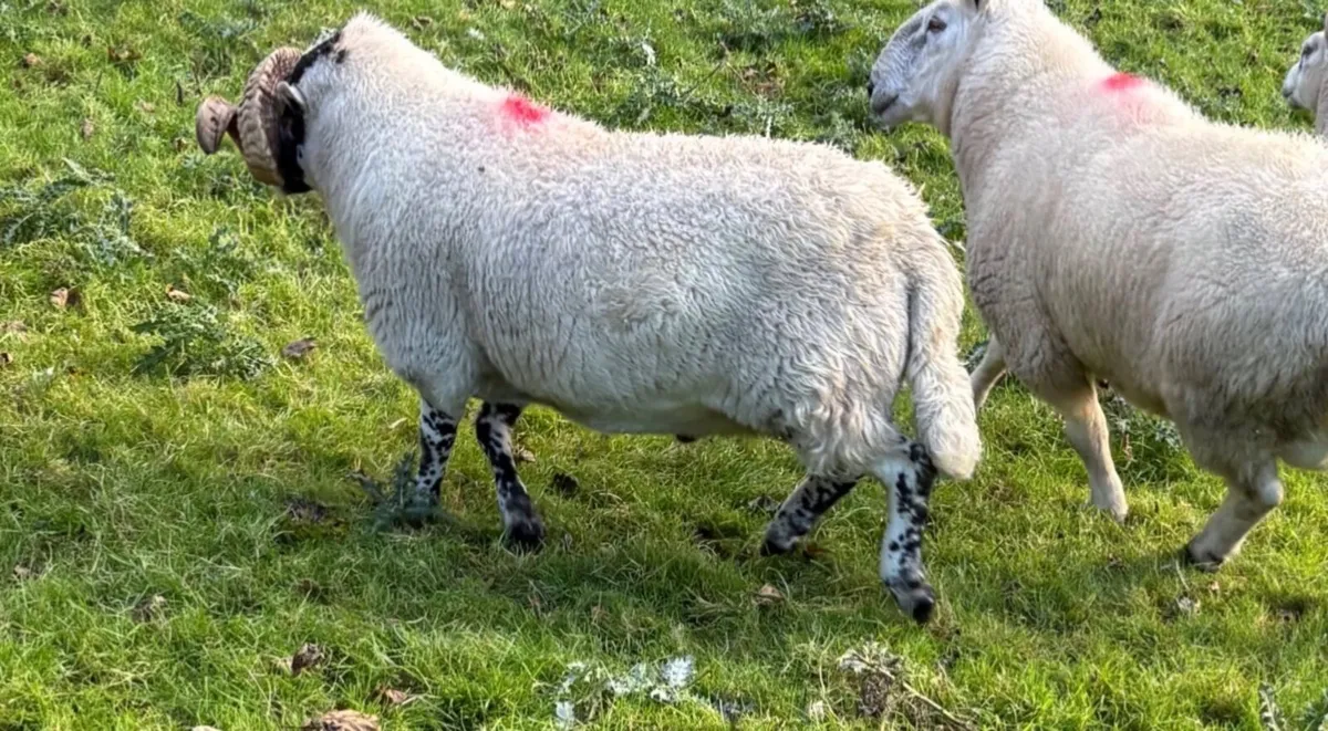 Strong well bred 3 year old Lanark tup - Image 2