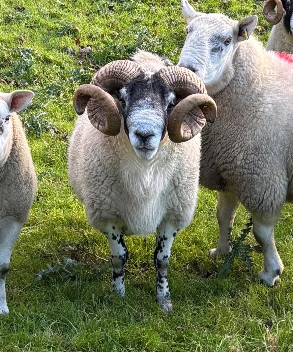 Strong well bred 3 year old Lanark tup - Image 1