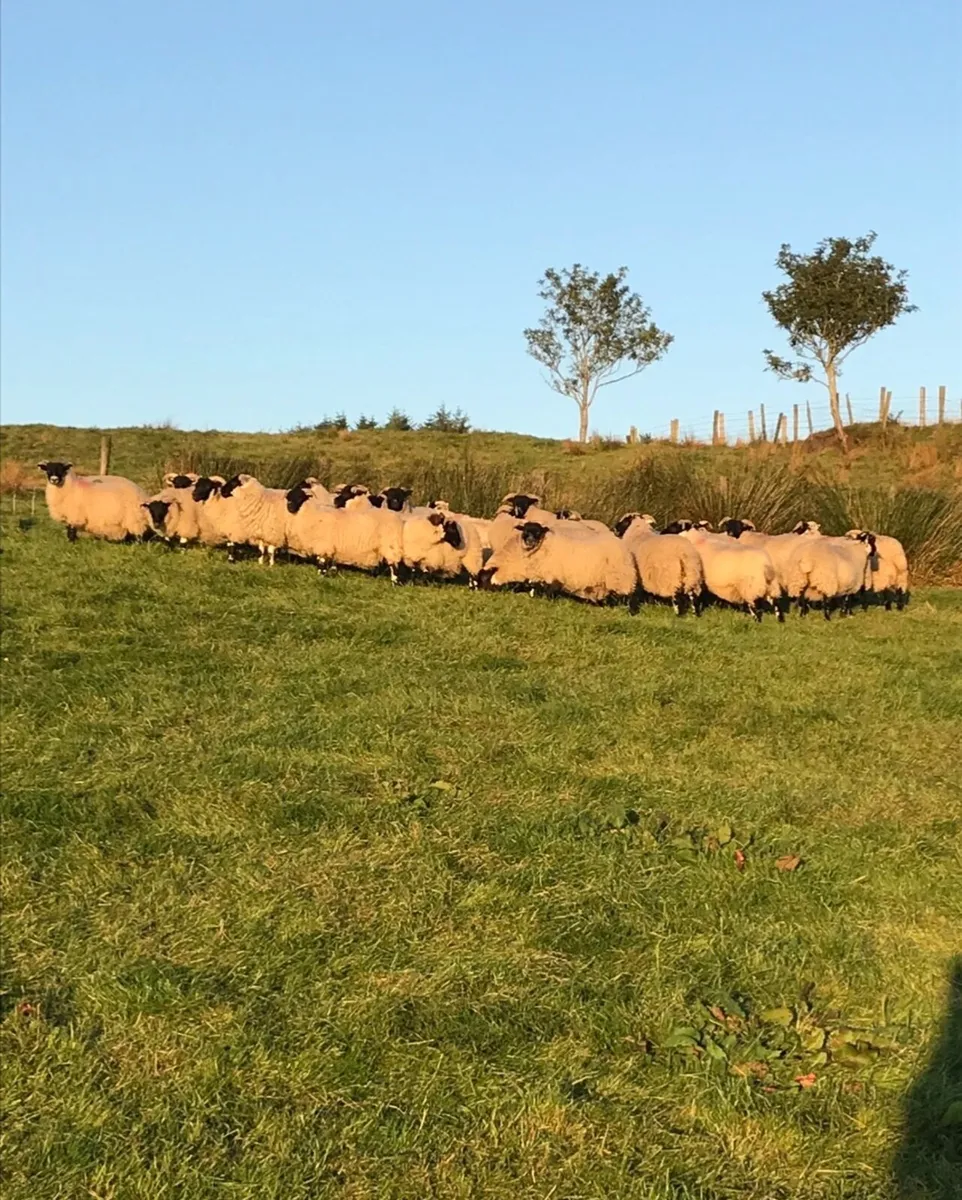 Strong well bred 3 year old Lanark tup - Image 3