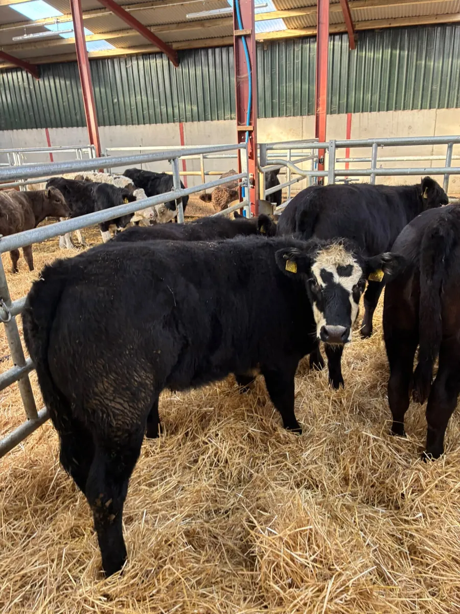 Lim and sim heifers - Image 4