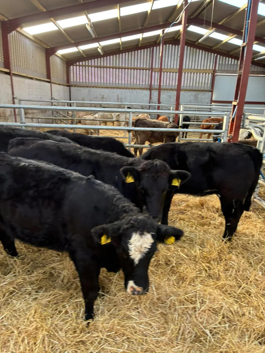 Lim and sim heifers - Image 1