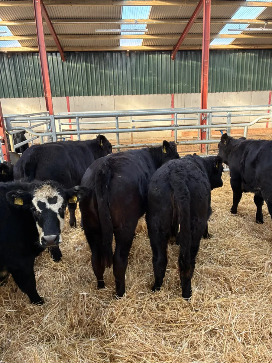 Lim and sim heifers - Image 2
