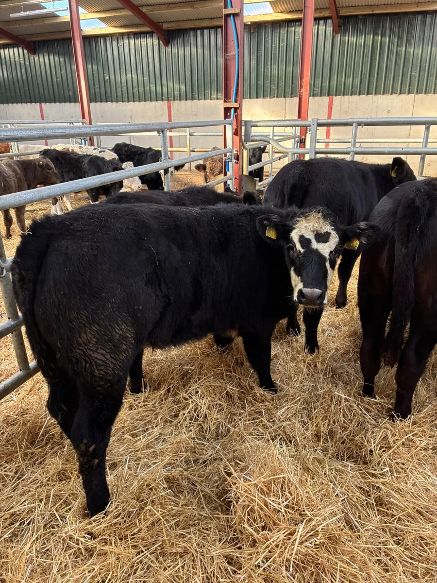 Lim and sim heifers - Image 3