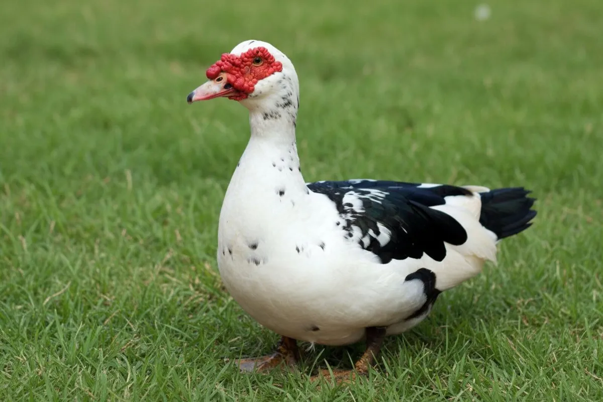 Muscovy Ducks - Image 1