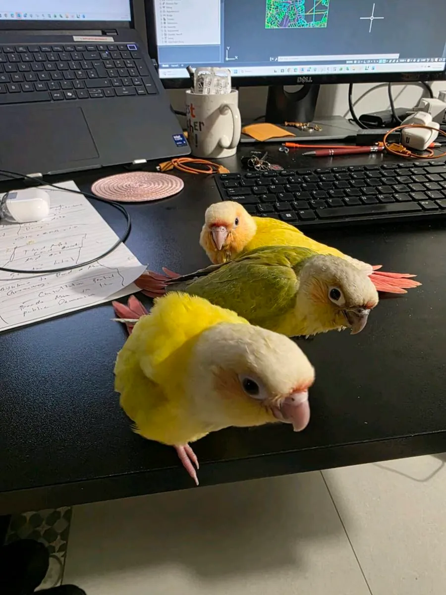 Sun Cheek Conures - Image 2