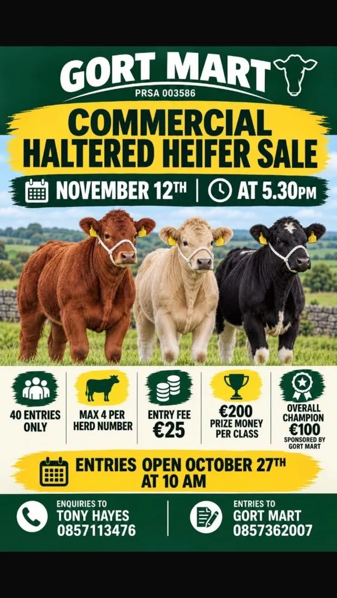 Gort Mart: Thurs 12th Nov: Haltered Hfr Show Sale - Image 1