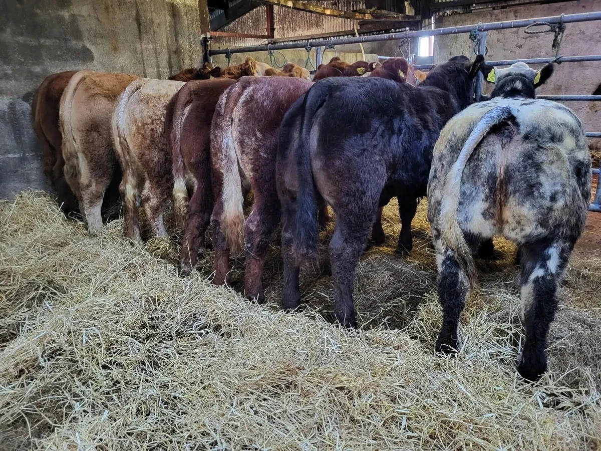 Gort Mart: Thurs 12th Nov: Haltered Hfr Show Sale - Image 2