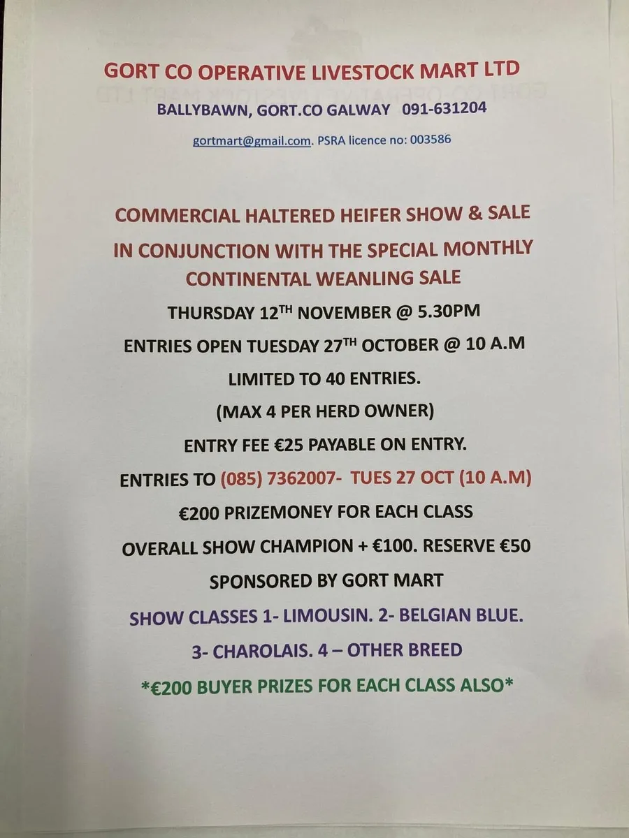 Gort Mart: Thurs 12th Nov: Haltered Hfr Show Sale - Image 3