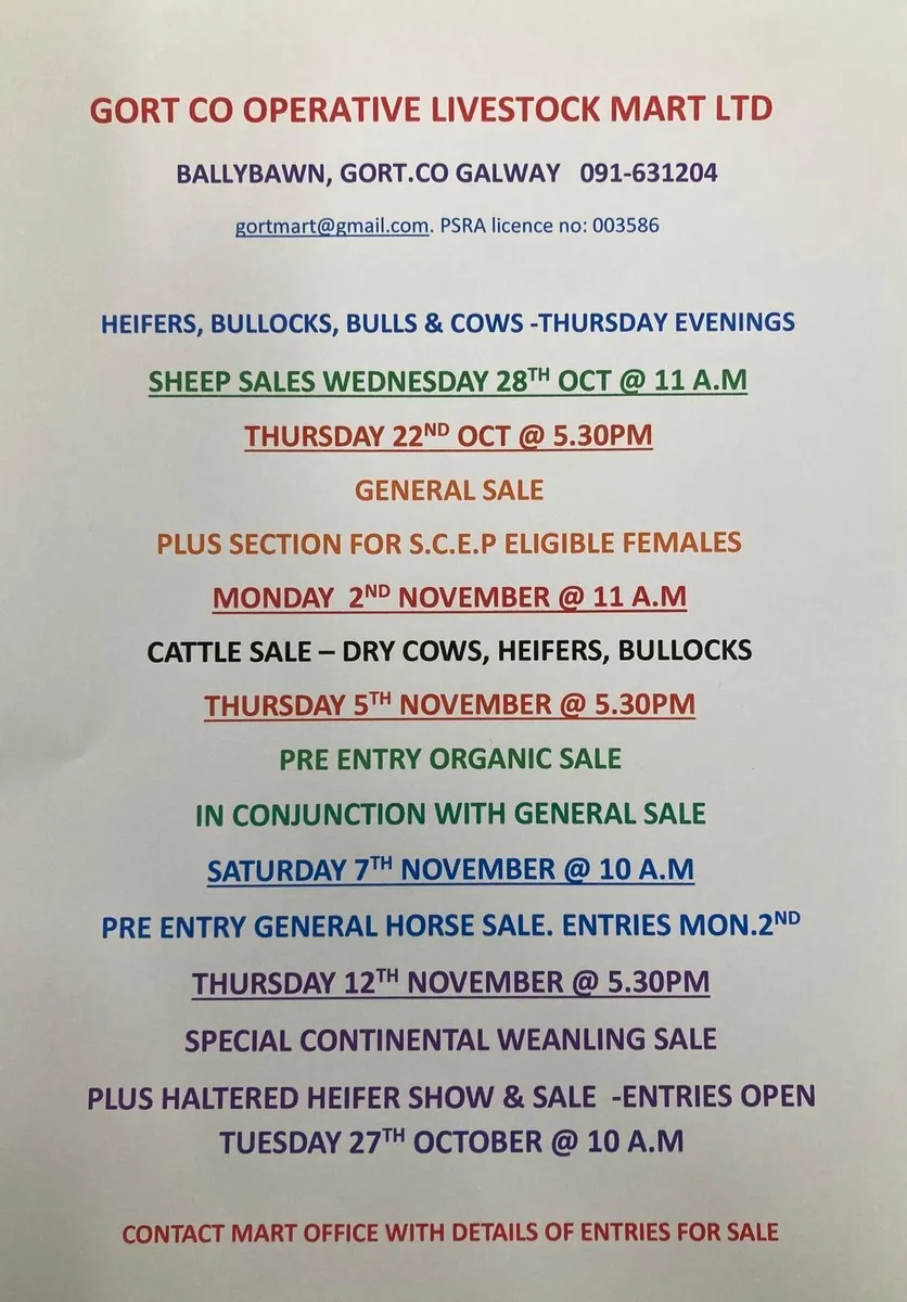 Gort Mart: Thurs 12th Nov: Haltered Hfr Show Sale - Image 4