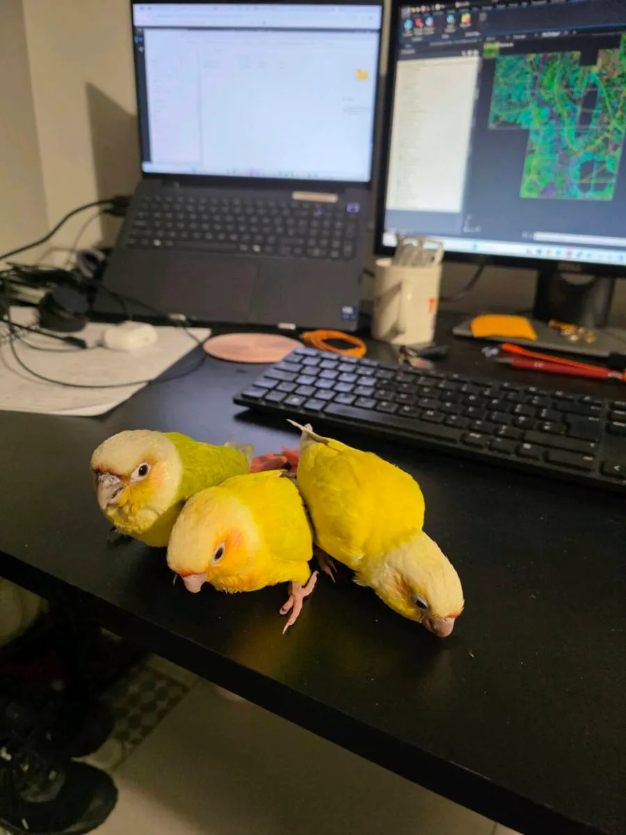 Sun Cheek Conures - Image 1