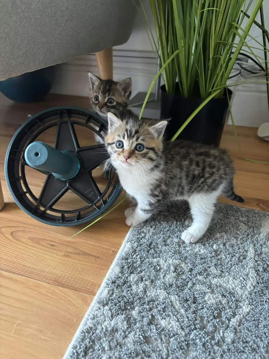 Cat - Image 1