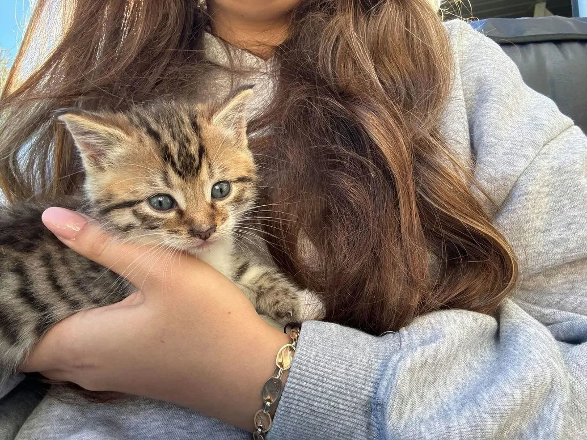 Cat - Image 2
