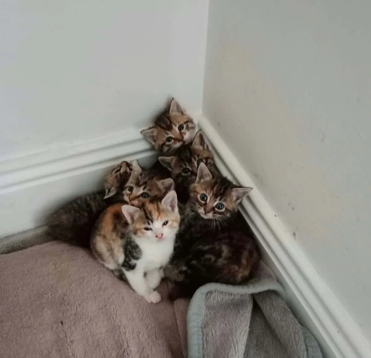 Cat - Image 4