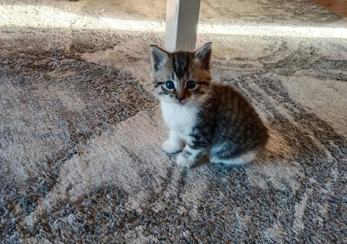 Cat - Image 3