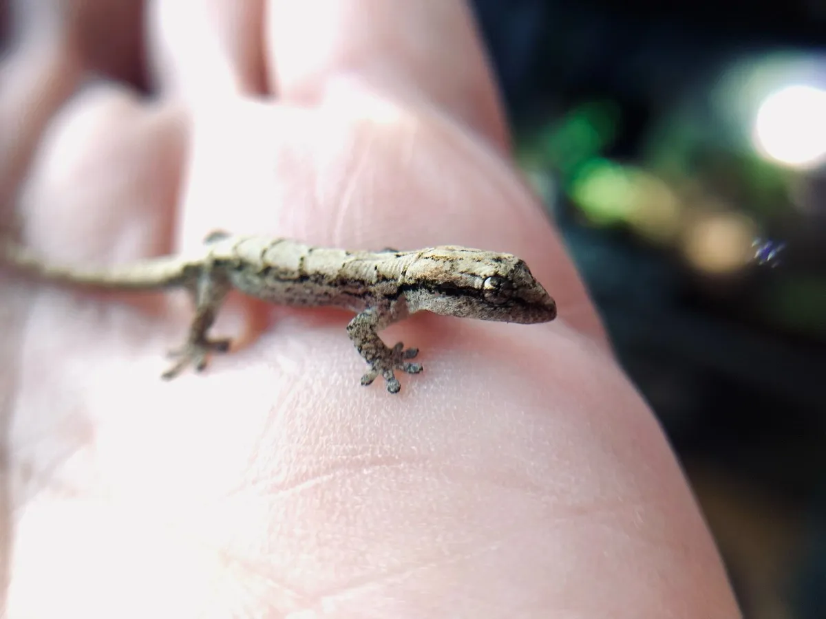 Reptiles for sale for sale in Louth for €15 on DoneDeal