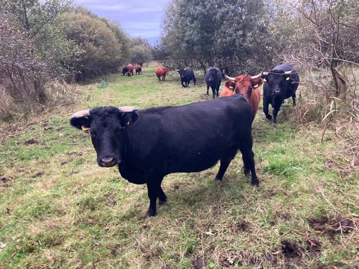 Dexter Cattle - Image 1