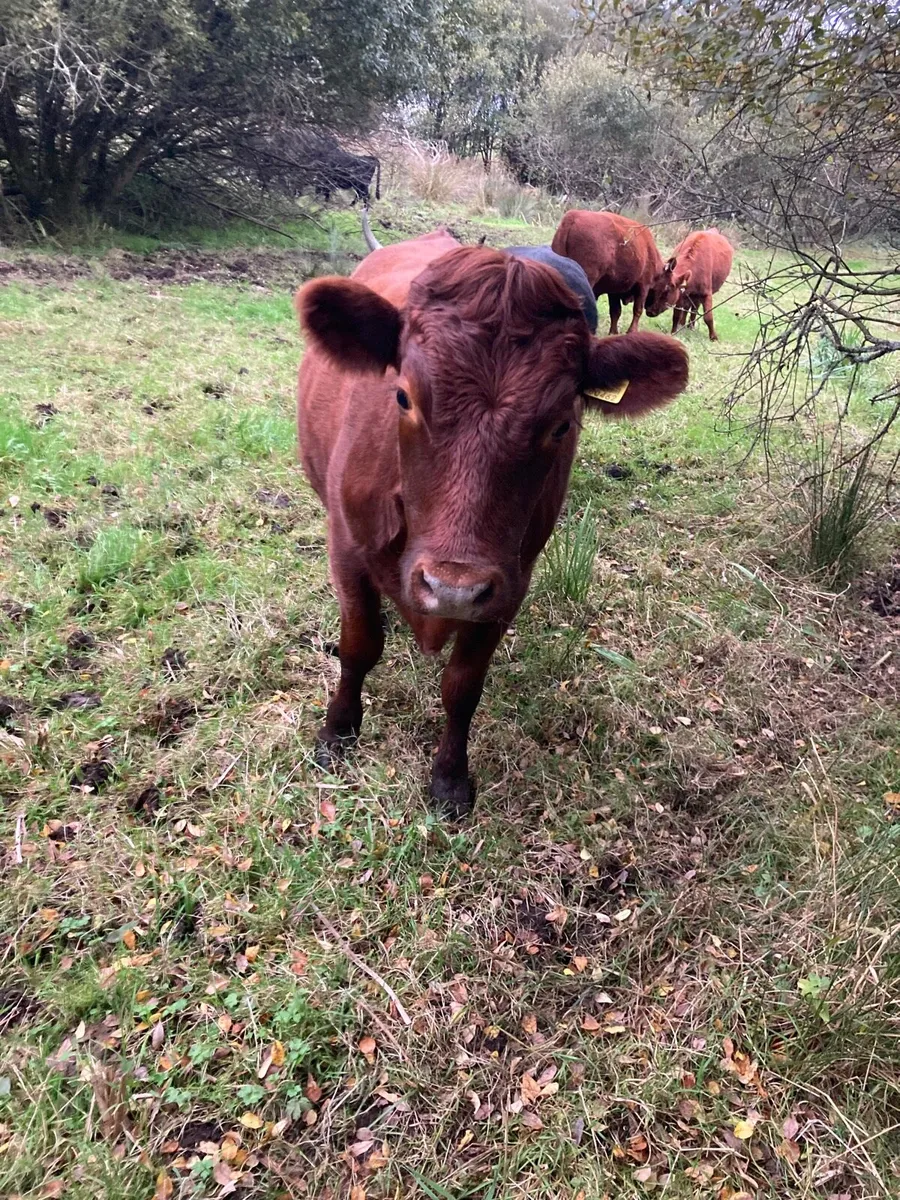 Dexter Cattle - Image 3