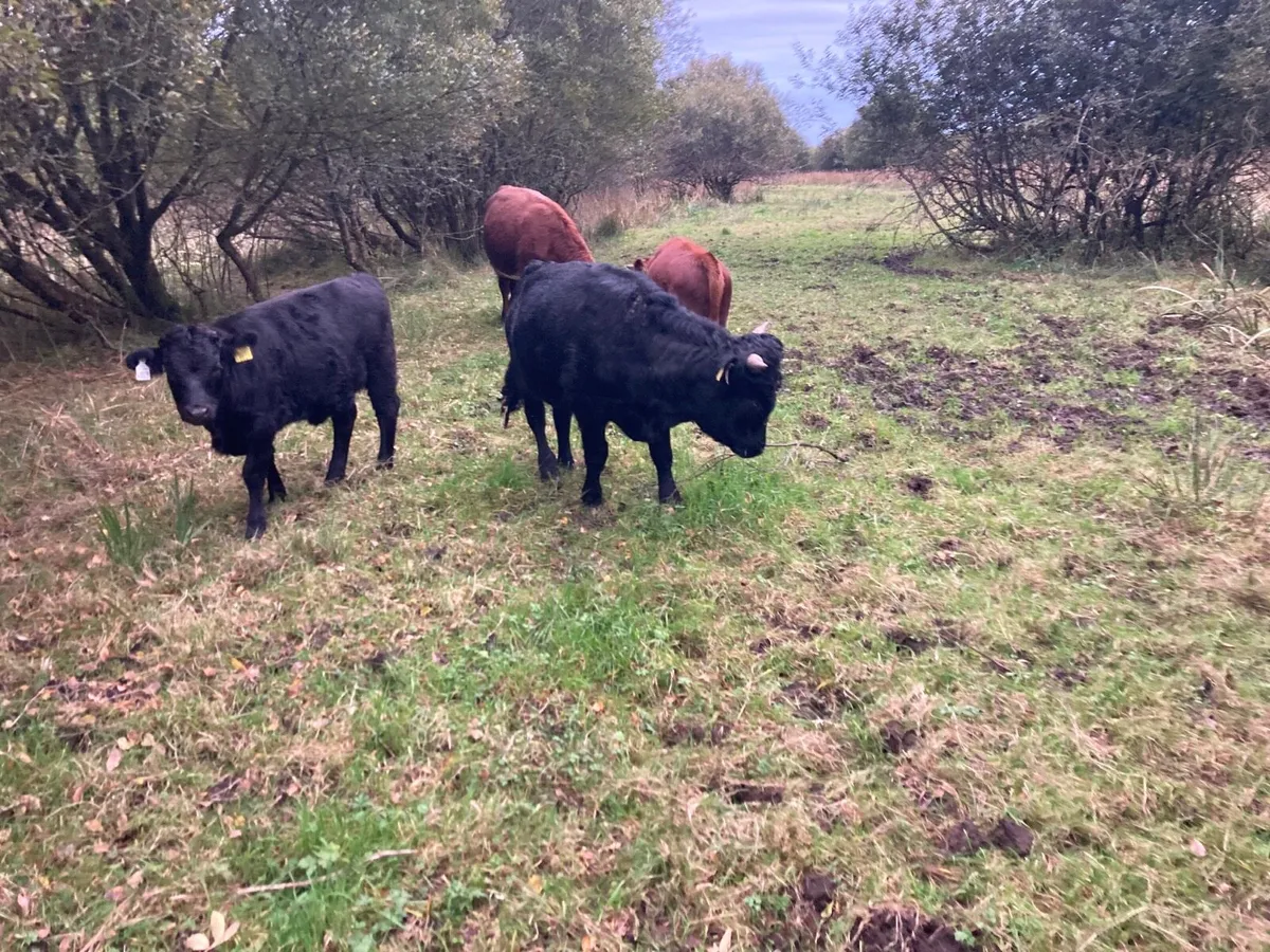 Dexter Cattle - Image 4