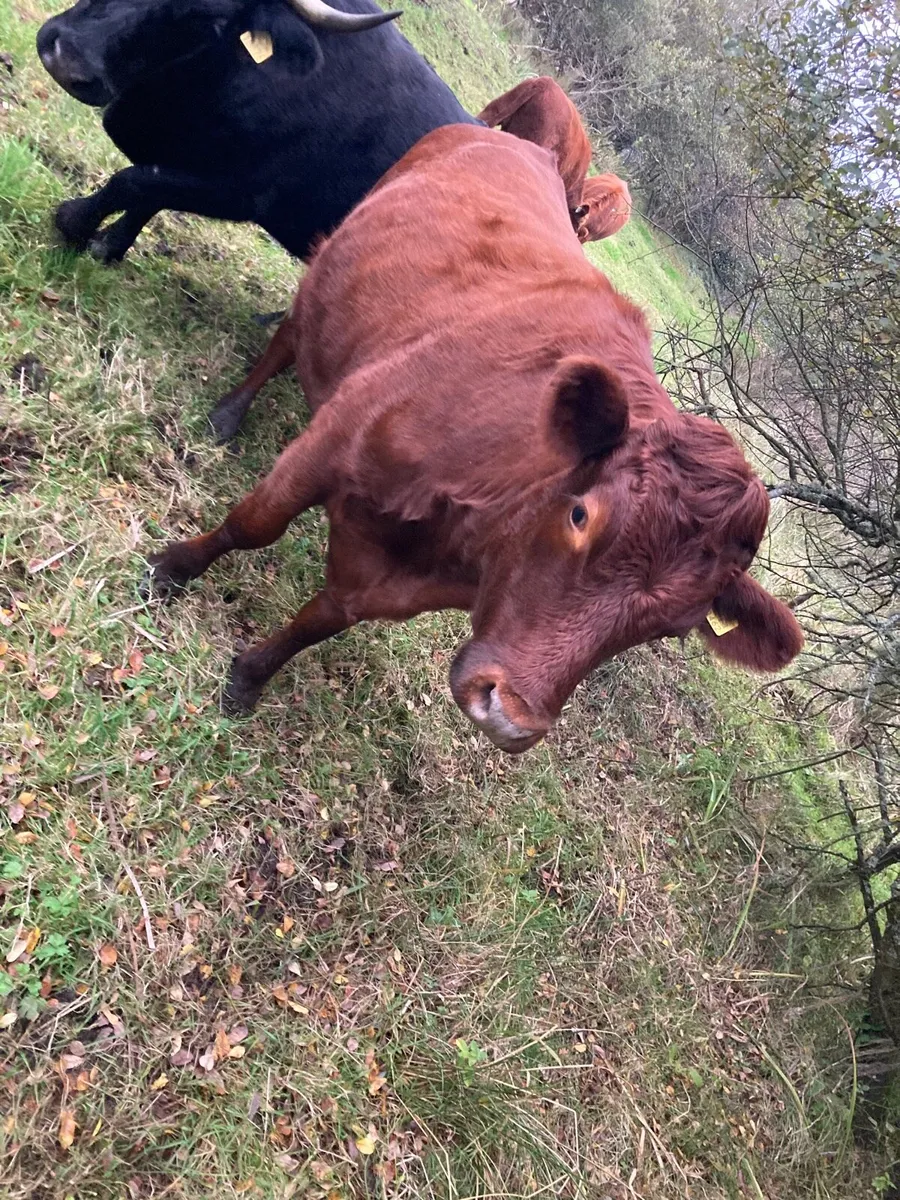 Dexter Cattle - Image 2