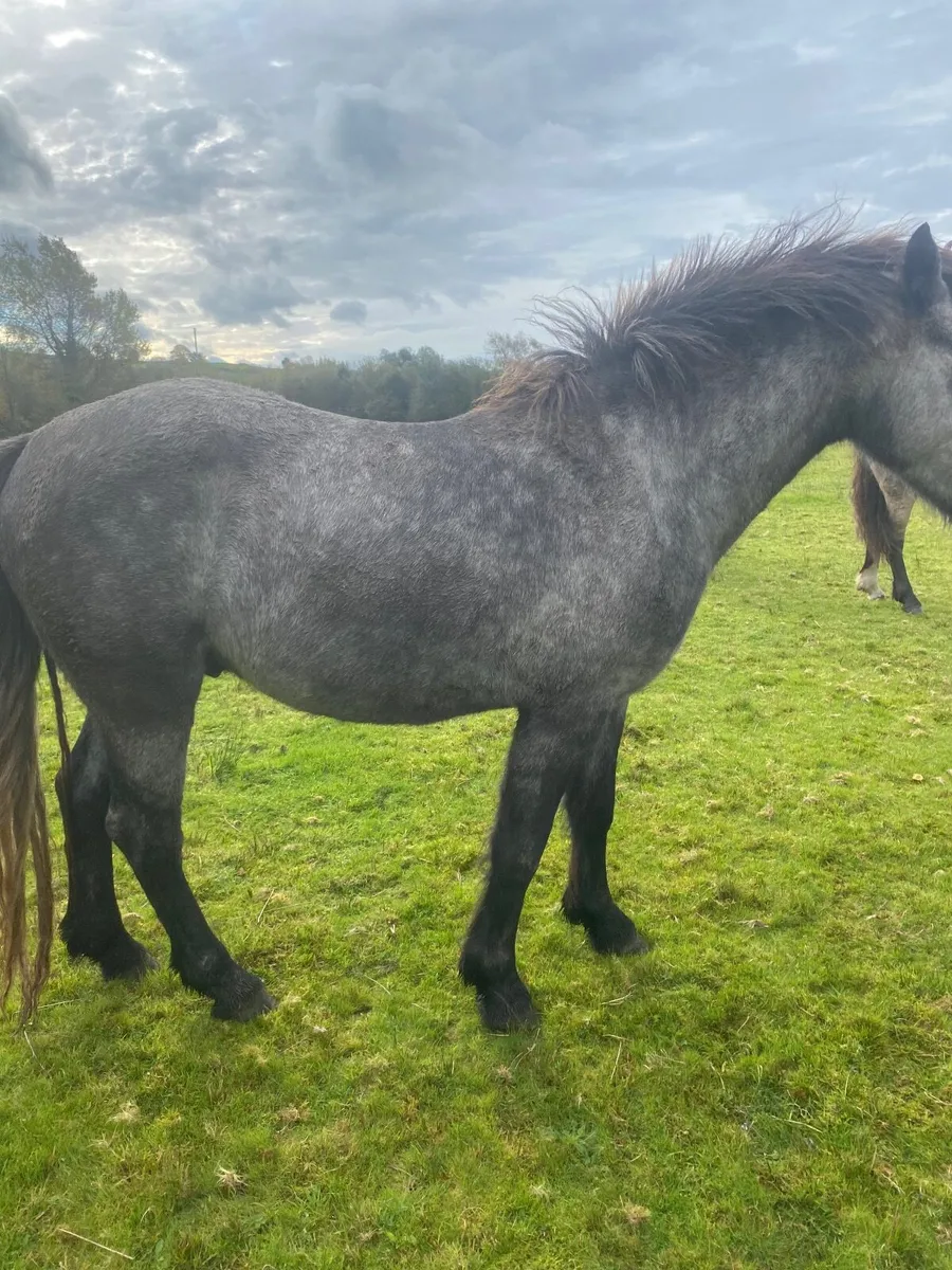 Pony - Image 2