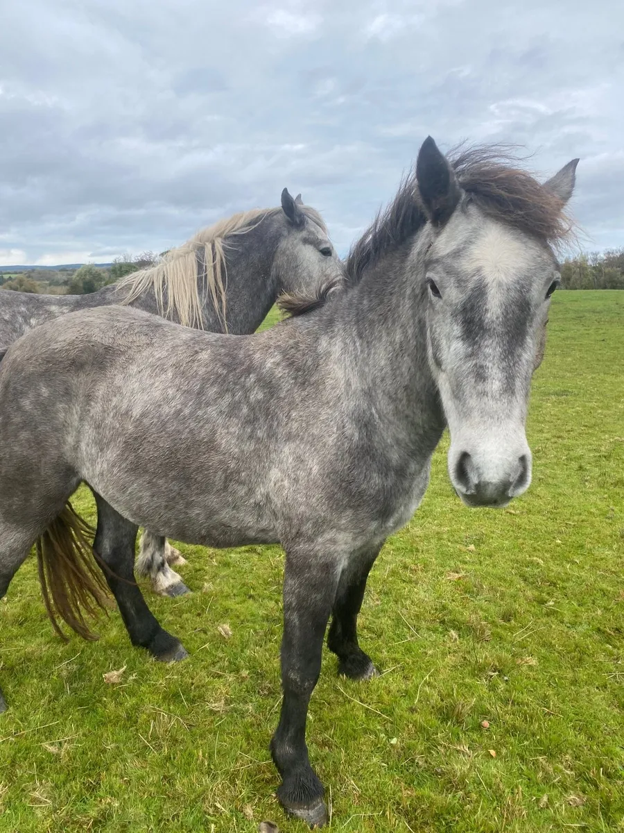 Pony - Image 1