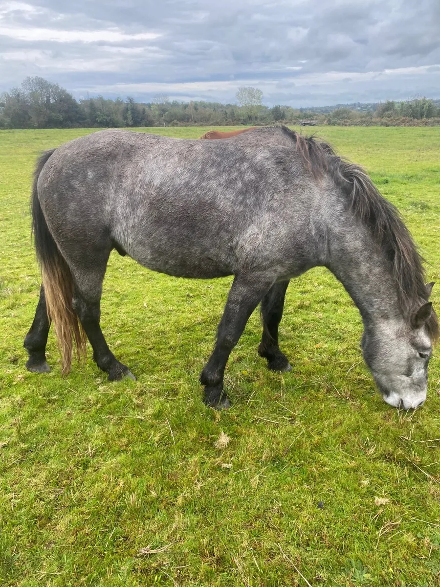 Pony - Image 4