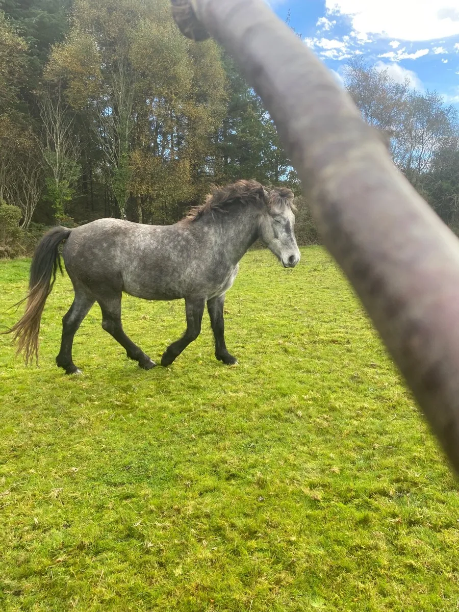 Pony - Image 3