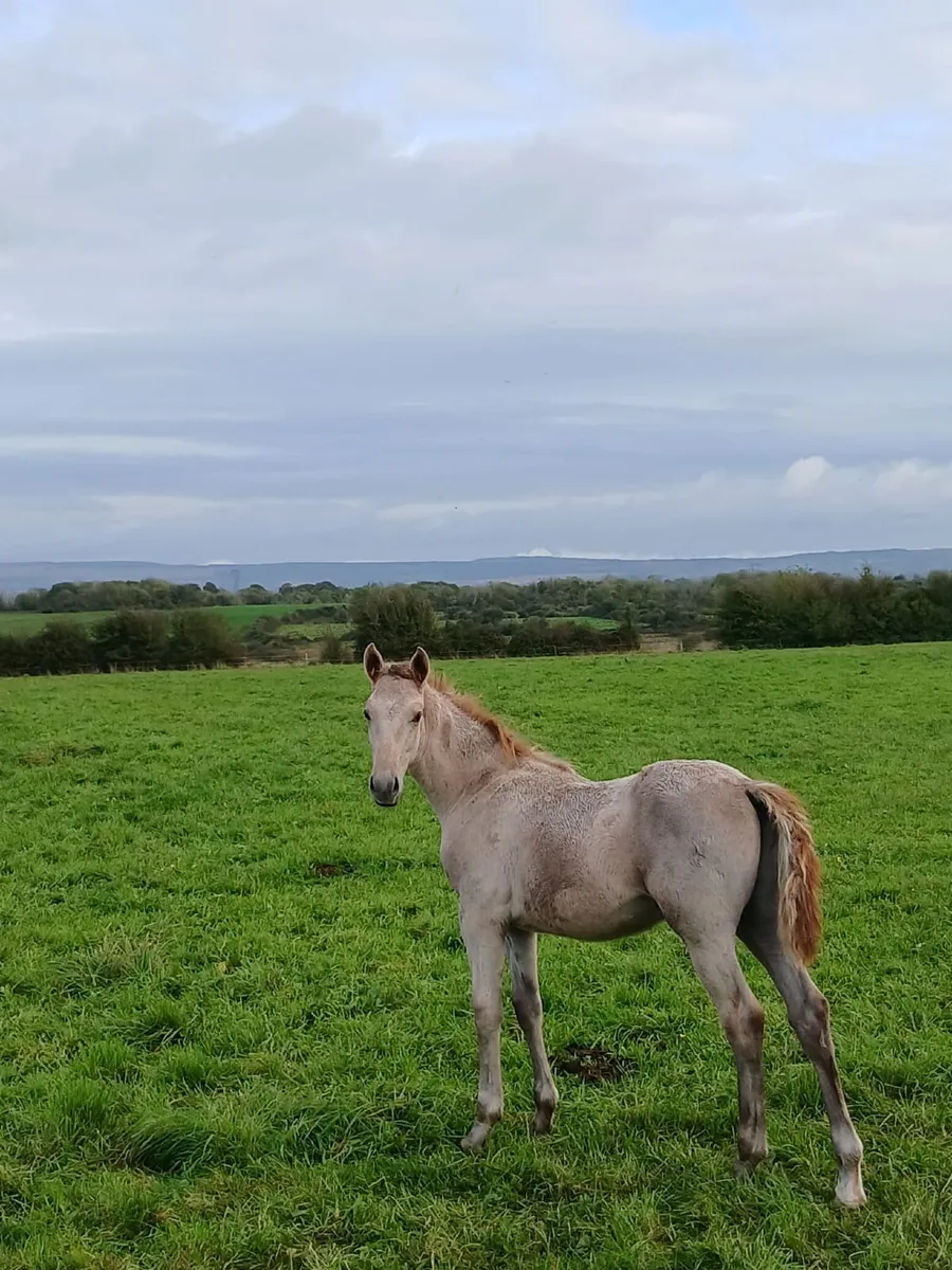Colt Foal - Image 2