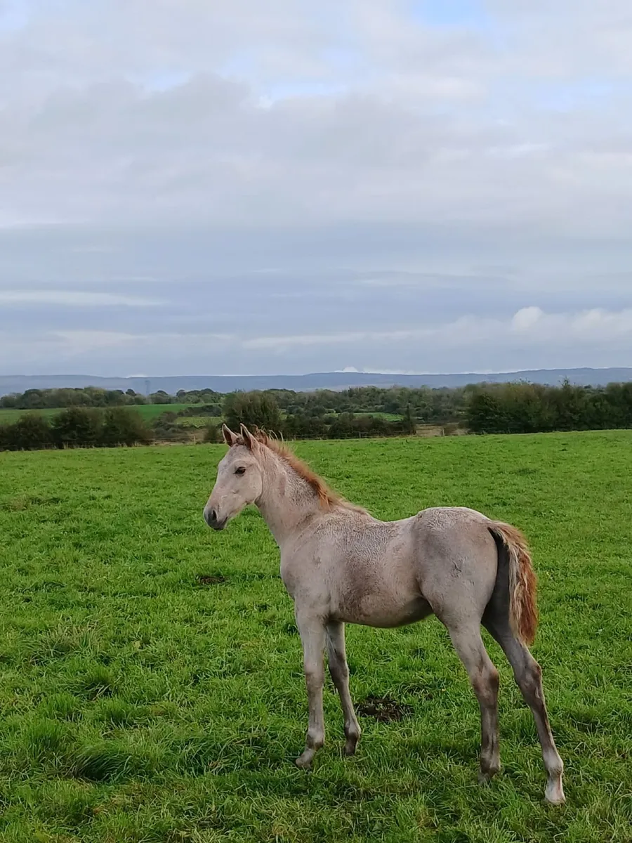 Colt Foal - Image 4