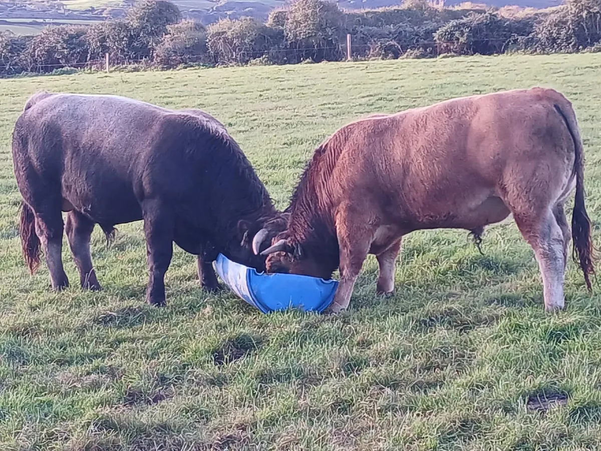 Pedigree Aubrac Bulls - Image 1