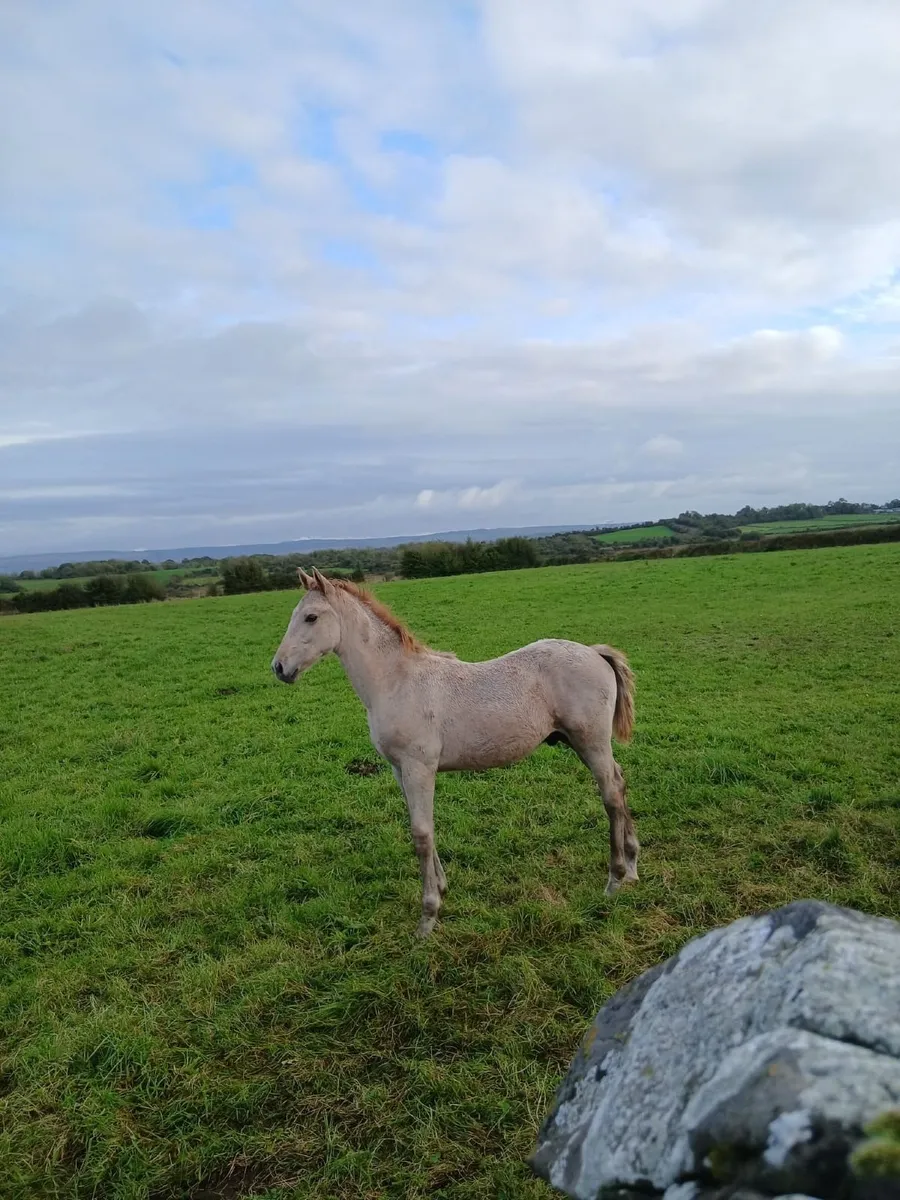Colt Foal - Image 3