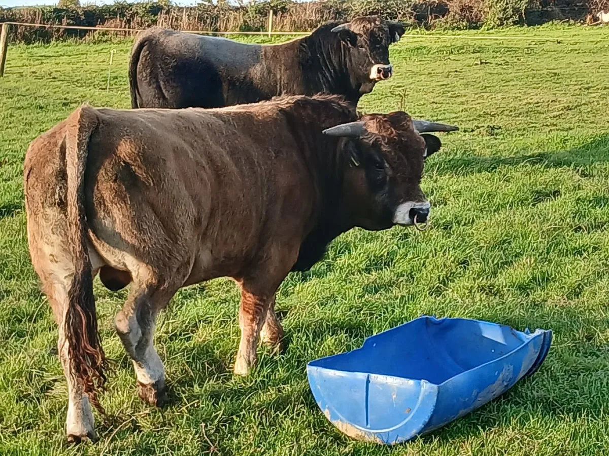 Pedigree Aubrac Bulls - Image 2