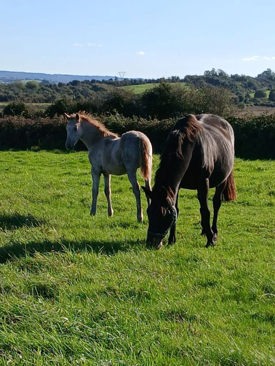 Colt Foal - Image 1