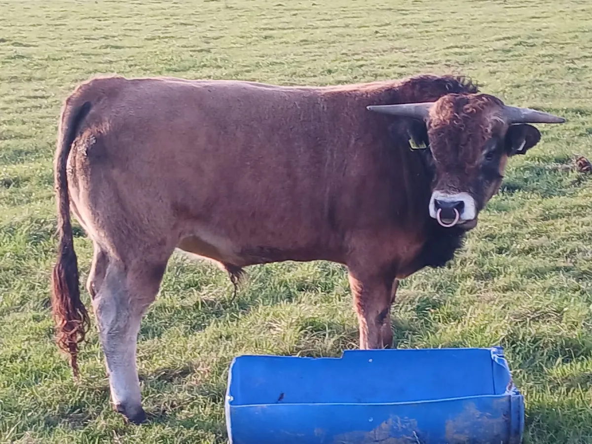 Pedigree Aubrac Bulls - Image 3