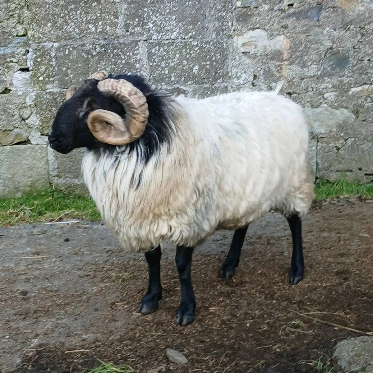 Mayo shearling ram and ewe lambs - Image 2