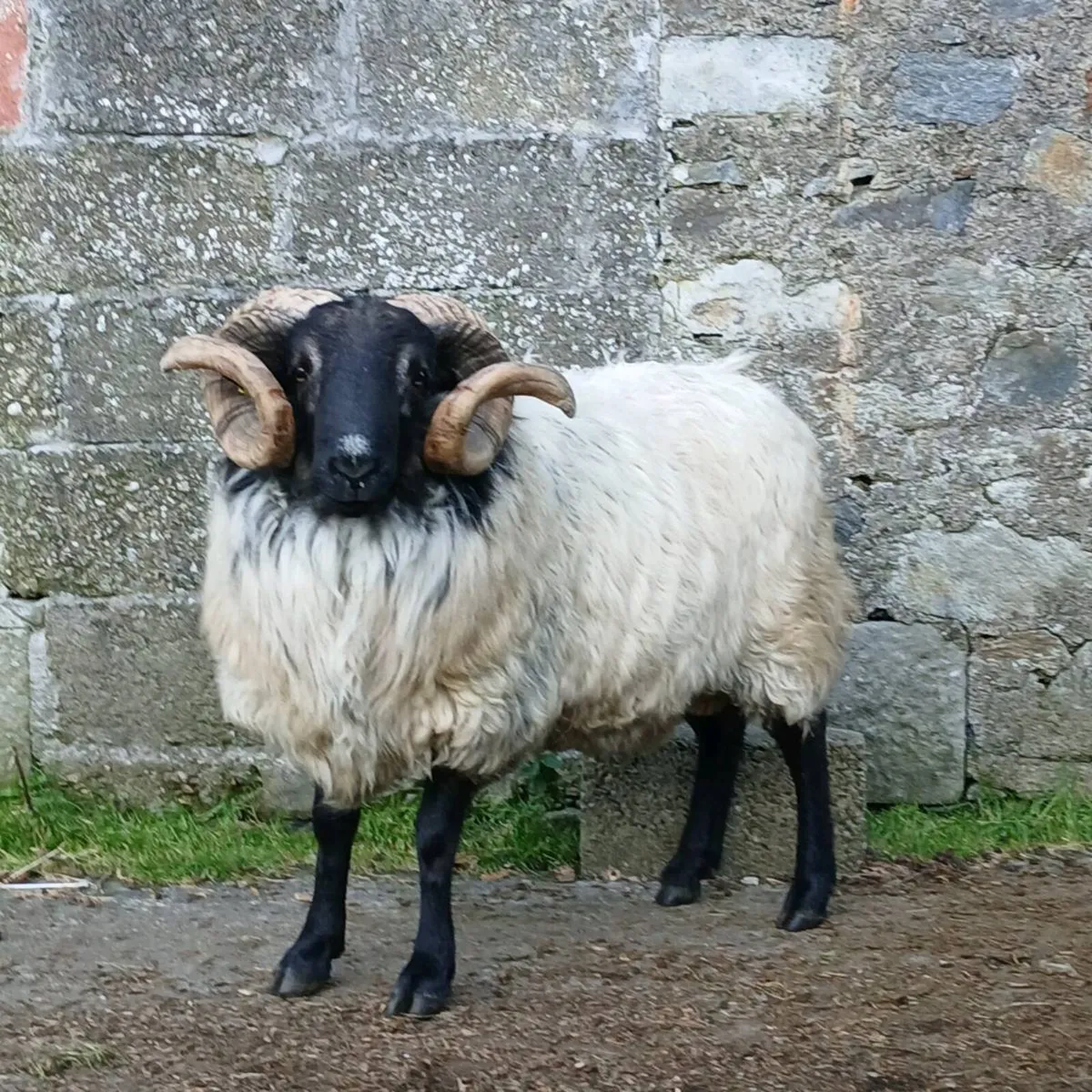 Mayo shearling ram and ewe lambs - Image 1