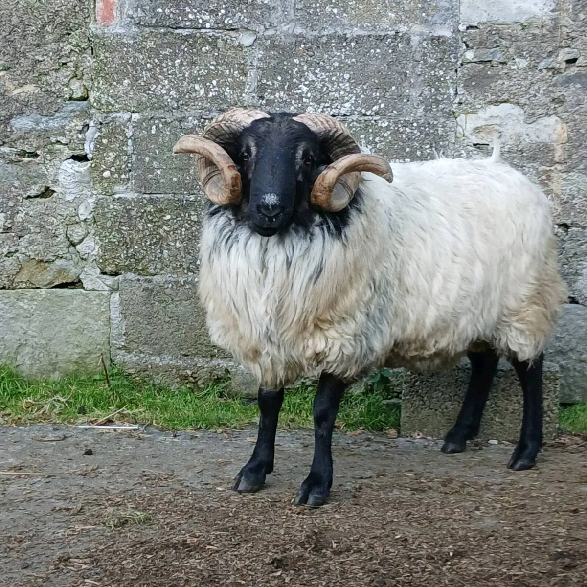 Mayo shearling ram and ewe lambs - Image 3