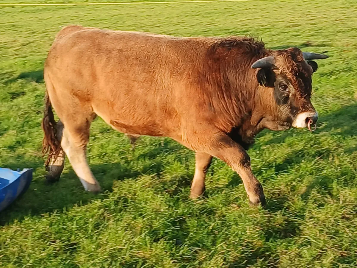 Pedigree Aubrac Bulls - Image 4