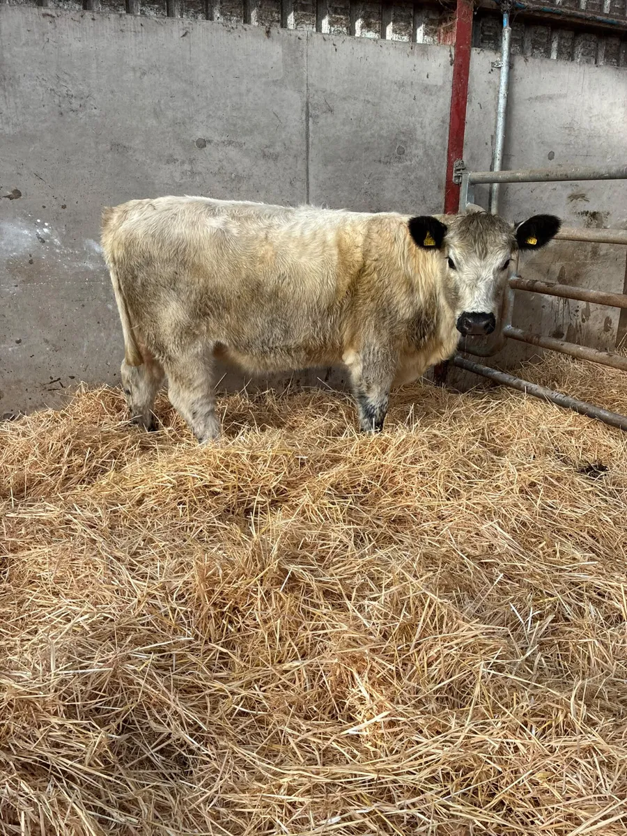 Cow maker - Image 3