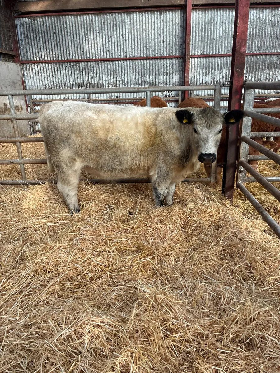 Cow maker - Image 4