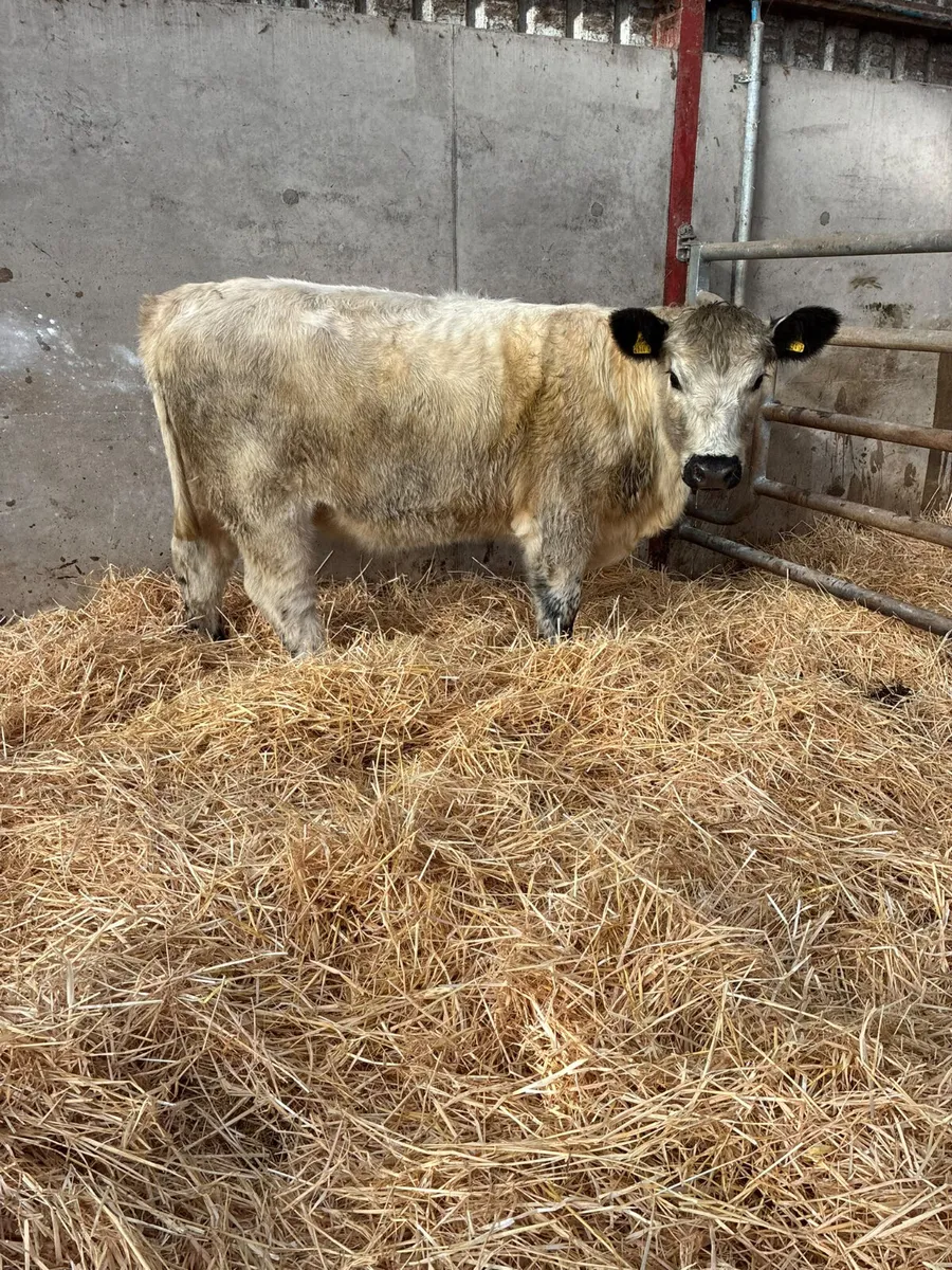 Cow maker - Image 2