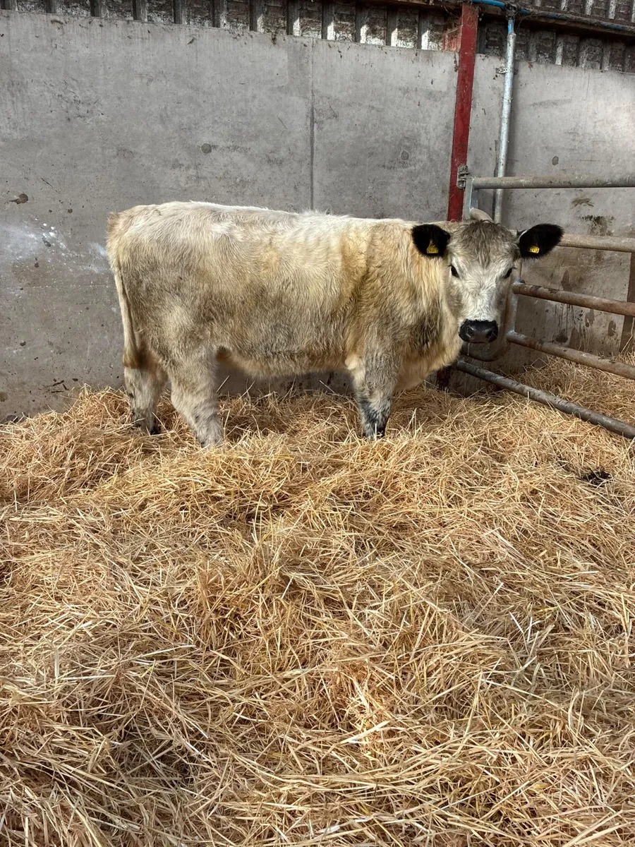 Cow maker - Image 1