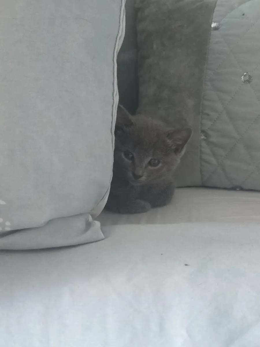 Kittens - Image 1
