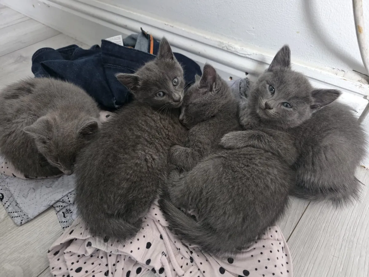 Kittens - Image 2