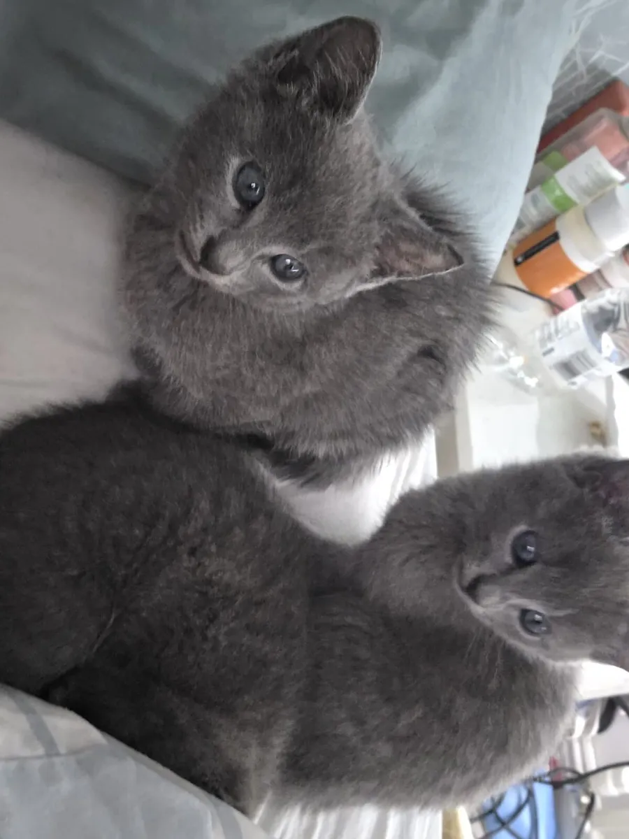 Kittens - Image 3