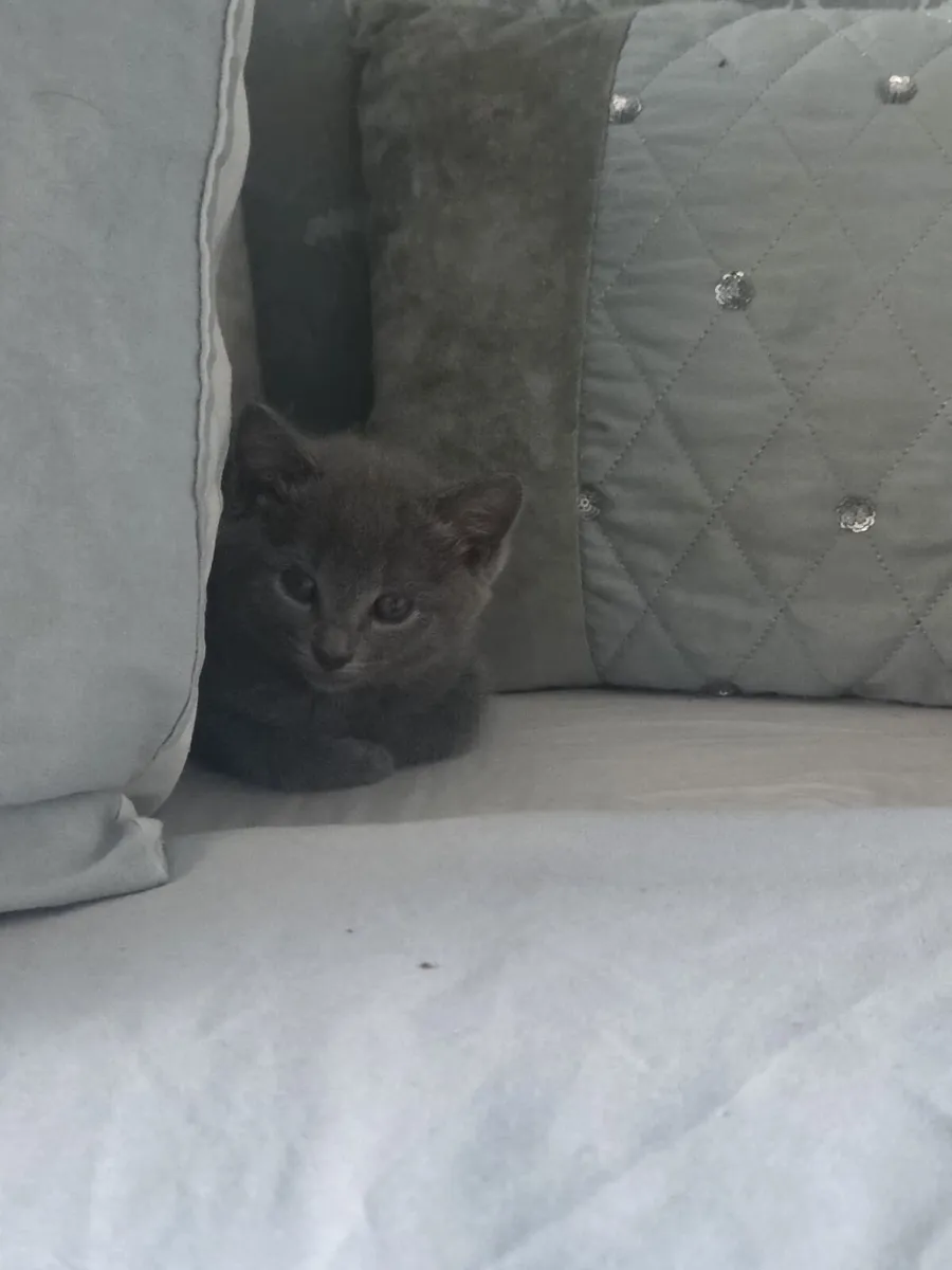 Kittens - Image 4