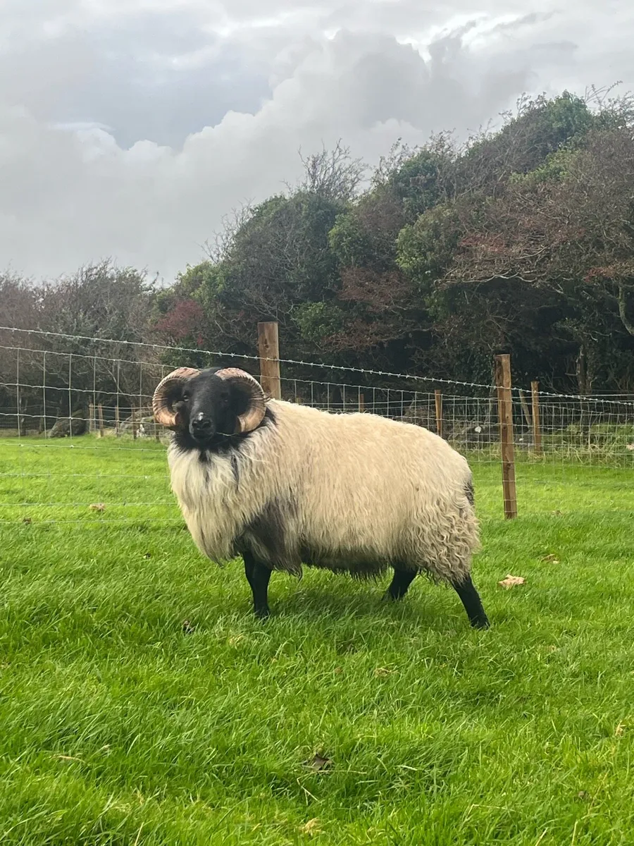 Blackface Aged Rams - Image 3