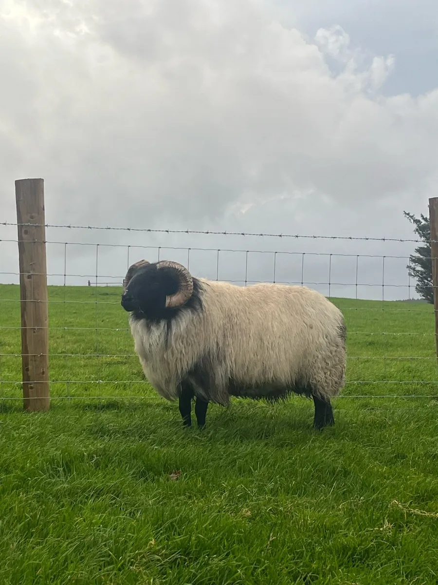 Blackface Aged Rams - Image 4